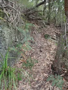 Track up to Lawsons Lookout