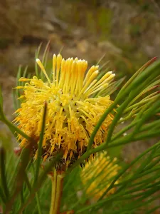 Narrow-leaf Drumstick (Isopogon Anethifolius)