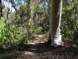 Bush track near Mt Olive