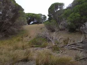 Track in open heath