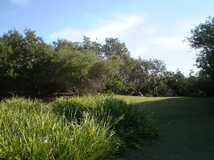 Track through clearing