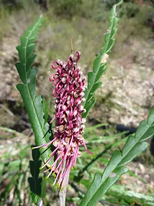 Grevillea flower on the side of the trail