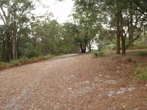 Walking though the clearing