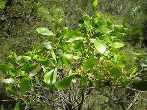 Foliage beside track