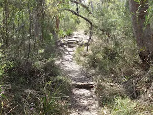 Wandering through the bush