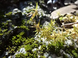 Moss growing on the Granite