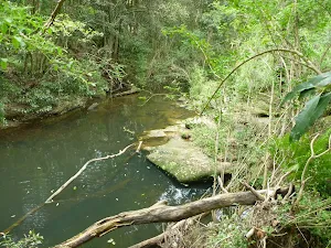 Berowra Creek in Westleigh