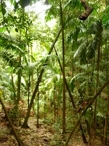 Large ferns close to Muirs Lookout in the Watagans