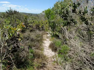 Over grown upper end of Grass Tree Track