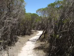 Kangarutha Track north of Wallagoot Gap