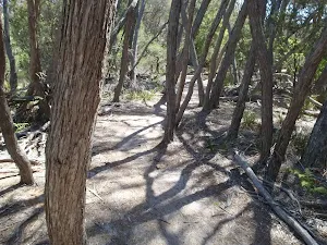 Track through melaleuca trees