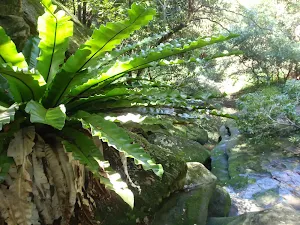 Upper Moores Creek Falls