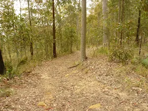Green track on Mt Sugarloaf near Newcastle