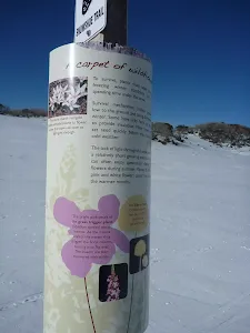 A carpet of wildflowers information sign
