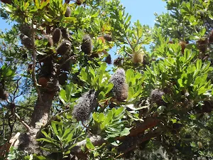 Banksias beside the track