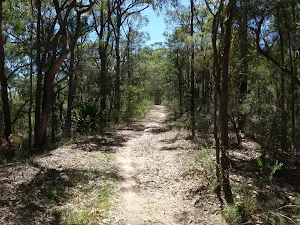Regrowth of forest along the Old Great North Road