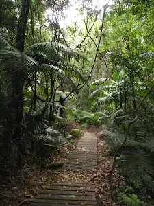 Through the shaded forest