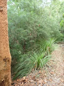 Dry forests on ridge in the Lane Cove Valley
