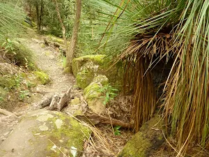 Grass Tree on the Great North Walk beside Berowa Creek