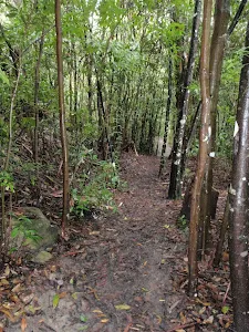 Closed (riparian) section of forest.