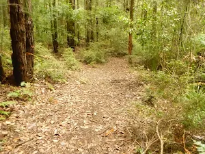 Track downhill near the Pines picnic area in the Watagans