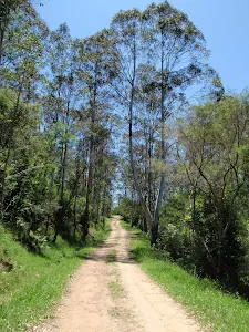 Tall trees and Green grass