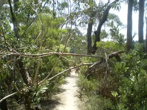 Track to Bridal View Lookout