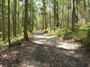 Trail near Lily Pond Picnic Area in Blackbutt Reserve