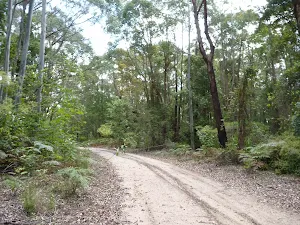 Wide trails in Olney State Forest