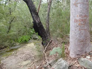 Scratched tree with directions