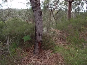 Track down to Lawsons Lookout