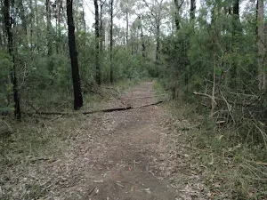 Track to Pisgah Rock
