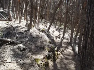 Track above Bournda Lagoon lookout