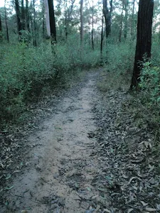 Track to the Causeway