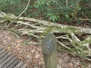 Post 4 at the Strangler Fig Tube