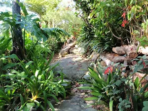 Elephants Ear