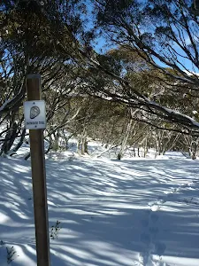 Snowshoe trail leading through forest of snow gums