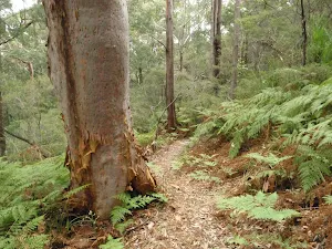 Lovely fern filled forest