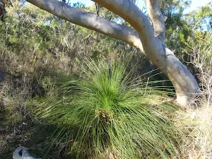 Grasstrees and gums