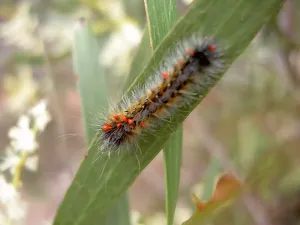 Caterpillar