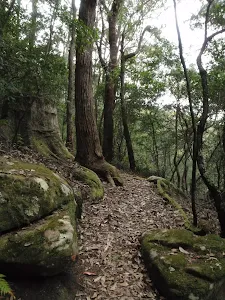 Mossy section of track