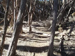 Light to Light track through the forest south of Saltwater Creek