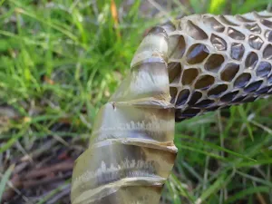 Snake Skin