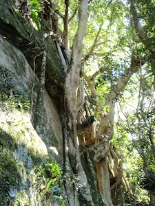 tree growing up the rock face