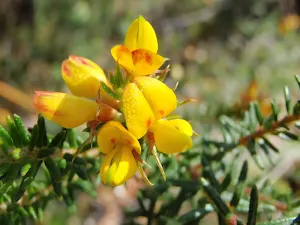 A lovely yellow pea flower