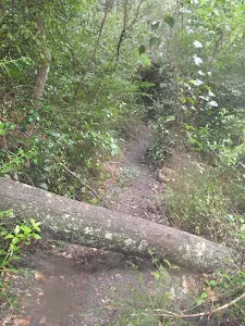 Log across the Victory Track