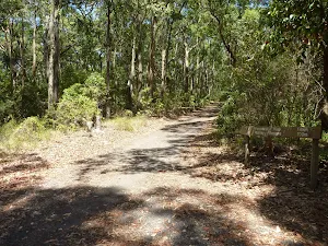 Forested trail in Blackbutt Reserve