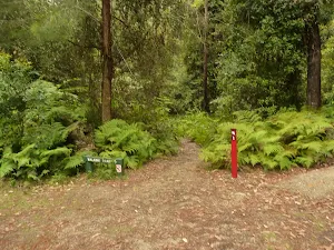 Start to track in the Pines campsite in the Watagans