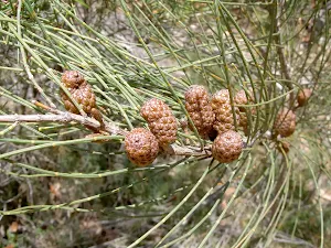 Casuarina