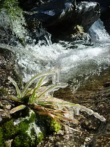 Icy plants beside Sawpit Creek falls in Kosciuszko National Park